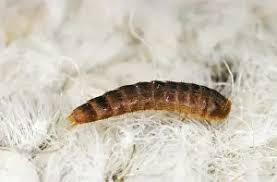 Attēlu rezultāti vaicājumam “Anthrenus sp. larva”