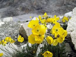Image result for Alpenmohn