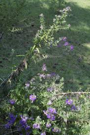 Image result for Aster novae-angliae