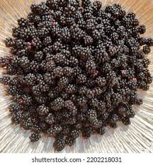 Attēlu rezultāti vaicājumam “Rubus plicatus”