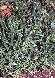 Image result for Artemisia dracunculus