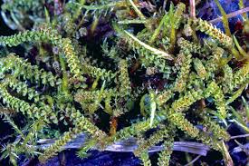 Attēlu rezultāti vaicājumam “Paludella squarrosa”