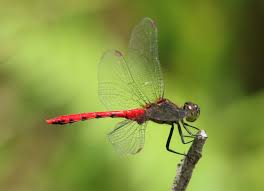 Attēlu rezultāti vaicājumam “Sympetrum”