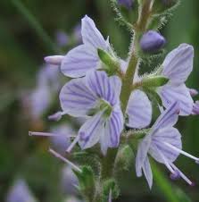 Image result for Veronica officinalis