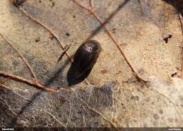 Attēlu rezultāti vaicājumam “Badhamiopsis praetermissa sessile”