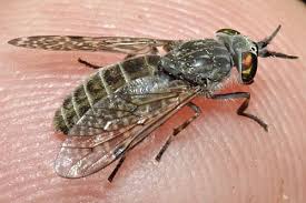 Attēlu rezultāti vaicājumam “Haematopota sp.”