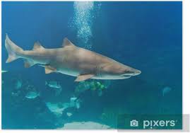 Image result for Carcharias taurus