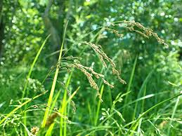 Attēlu rezultāti vaicājumam “Glyceria striata”