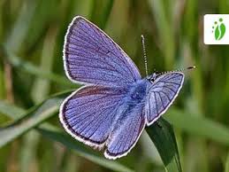 Attēlu rezultāti vaicājumam “Cyaniris semiargus”