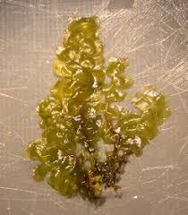 Attēlu rezultāti vaicājumam “Scapania undulata”