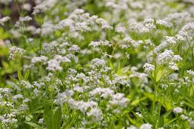 Image result for Galium odoratum
