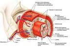 The Digestive System