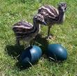 American Emu Association | Developing structural support and ...