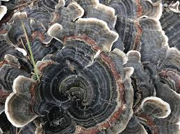 Attēlu rezultāti vaicājumam “Trametes versicolor”