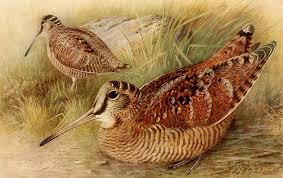 Attēlu rezultāti vaicājumam “Scolopax rusticola”