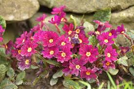 Attēlu rezultāti vaicājumam “Primula x margotae”