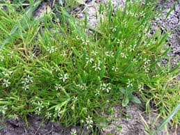Attēlu rezultāti vaicājumam “Myosurus minimus flower”
