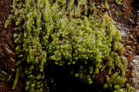 Attēlu rezultāti vaicājumam “Lejeunea cavifolia”