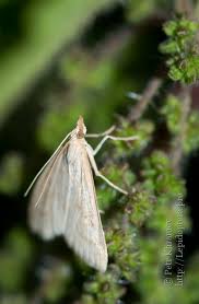 Attēlu rezultāti vaicājumam “Udea lutealis”