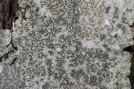 Attēlu rezultāti vaicājumam “Graphis scripta”