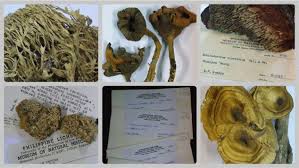 Attēlu rezultāti vaicājumam “Physarum bivalve young”