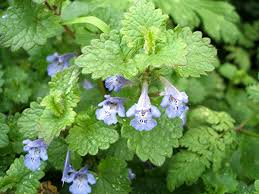 Image result for Glechoma hederacea
