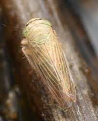 Attēlu rezultāti vaicājumam “Paramesus obtusifrons”