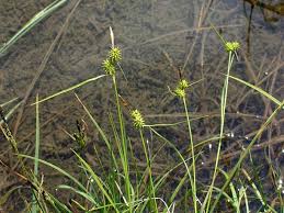 Attēlu rezultāti vaicājumam “Carex lepidocarpa leaf”