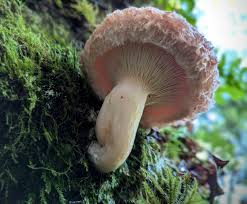 Attēlu rezultāti vaicājumam “Lactarius torminosus”