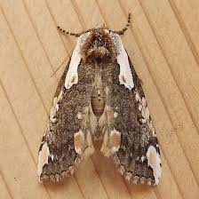 Attēlu rezultāti vaicājumam “Drepanidae”