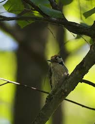 Attēlu rezultāti vaicājumam “Dendrocopos minor”