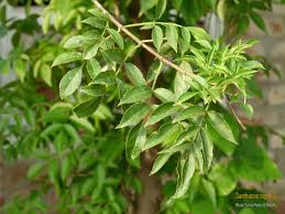 Attēlu rezultāti vaicājumam “Sambucus nigra leaf”