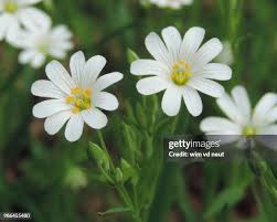 Attēlu rezultāti vaicājumam “Stellaria holostea”