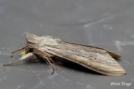 Attēlu rezultāti vaicājumam “Cucullia fraudatrix”