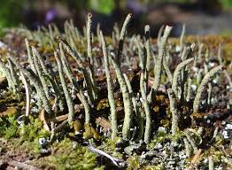 Attēlu rezultāti vaicājumam “Cladonia ochrochlora”