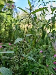 Attēlu rezultāti vaicājumam “Urtica dioica flower”