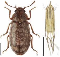 Attēlu rezultāti vaicājumam “Byturidae”