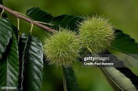 Attēlu rezultāti vaicājumam “Castanea sativa  fruit”