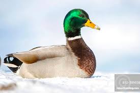 Attēlu rezultāti vaicājumam “Anas platyrhynchos male”