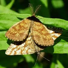 Attēlu rezultāti vaicājumam “Ematurga atomaria”