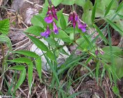 Attēlu rezultāti vaicājumam “Lathyrus vernus fruit”