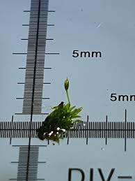 Attēlu rezultāti vaicājumam “Fissidens pusillus”