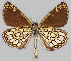 Attēlu rezultāti vaicājumam “Heteropterus morpheus”