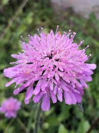 Image result for Knautia arvensis