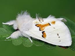 Attēlu rezultāti vaicājumam “Leucodonta bicoloria”