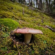 Attēlu rezultāti vaicājumam “Pseudoplectania nigrella”