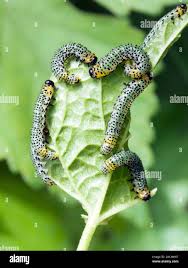 Attēlu rezultāti vaicājumam “Abraxas grossulariata larva”