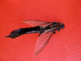 Attēlu rezultāti vaicājumam “Lymexylidae”