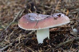 Attēlu rezultāti vaicājumam “Russula vesca”
