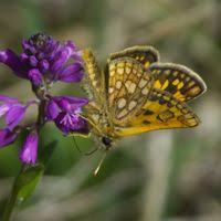 Attēlu rezultāti vaicājumam “Carterocephalus palaemon”